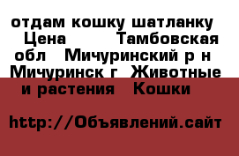 отдам кошку шатланку  › Цена ­ 10 - Тамбовская обл., Мичуринский р-н, Мичуринск г. Животные и растения » Кошки   